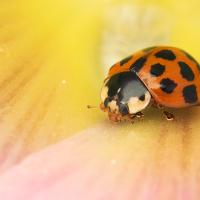 Harlequin Ladybird 3 